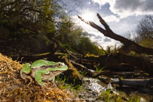 Hyla arborea - Europäischer Laubfrosch