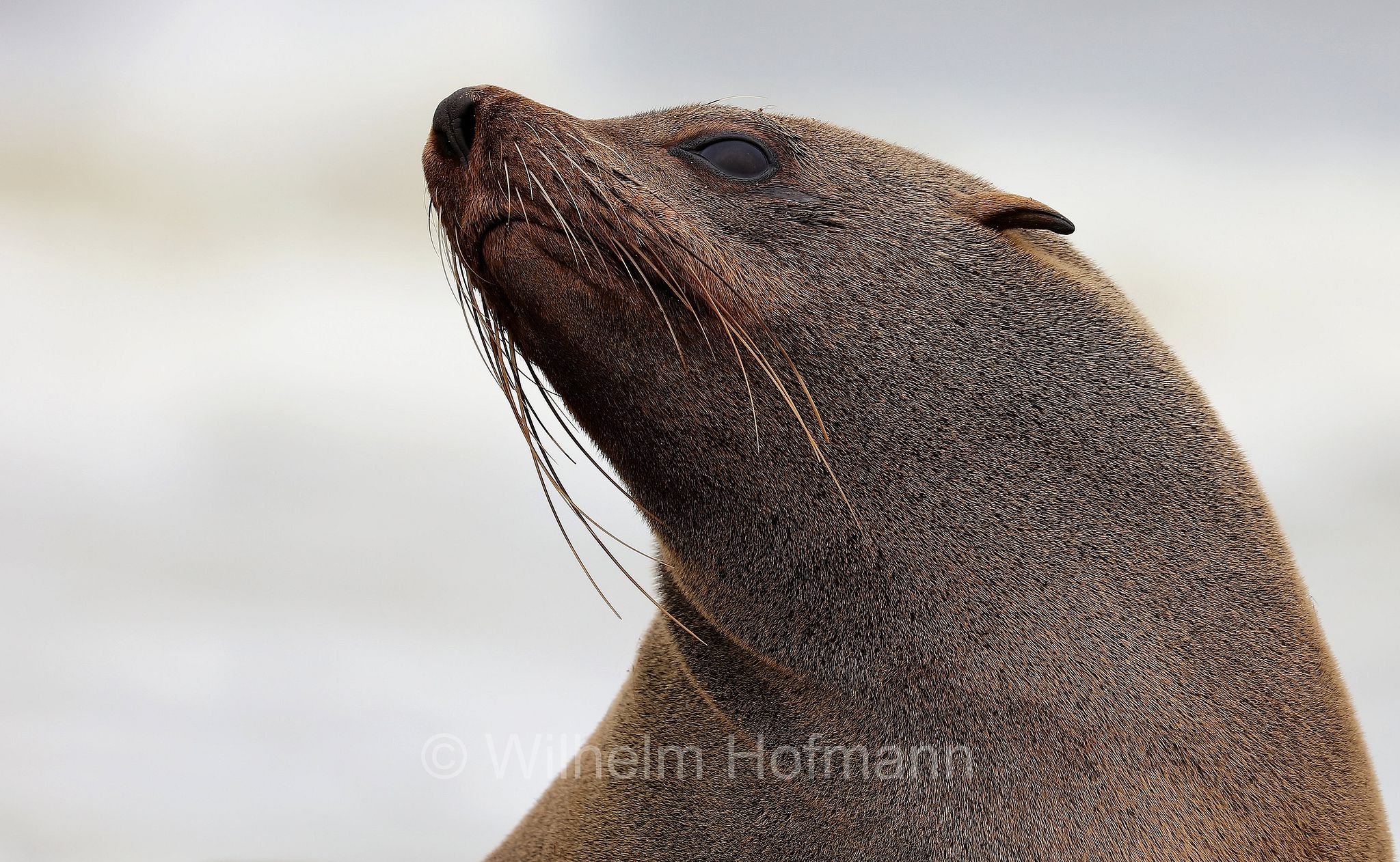 Arctocephalus pusillus, Cape fur seal, Afro-Australian fur seal, Südafrikanischer Seebär, otaria orsina del Capo, otaria orsina sudafricana, otaria orsina australiana, Cape Cross, Kreuzkap, Kaap Kruis, Skeleton Coast, Namibia
