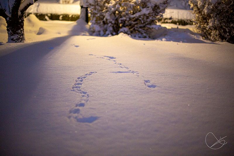 Studioet er stengt tysdag 12. januar